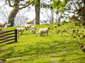 A group of sheep and lambs in a grassy field near a wooden gate at The Fox Den Nantmel near Rhayader