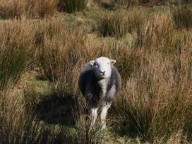 A sheep standing in a grassy field near Walkers Retreat in Keswick