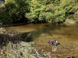 A dog in a river with trees and grass in the background at Stag Lodge Pod Llanfair Caereinion