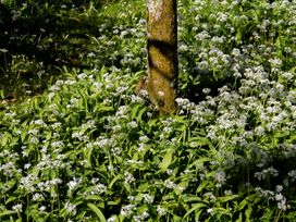 A tree surrounded by wild garlic plants with white flowers at Carrows Stable in Morwenstow