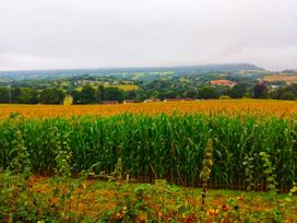 Olive Tree Cottage - Devon - 1067010 - thumbnail photo 46