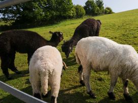 Three animals grazing in a field at Limestone in Great Urswick