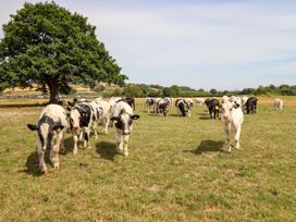 A field with cows grazing near a tree at Bodaioch Hall Trefeglwys near Caersws