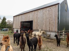 Colomendy Alpaca Farm - Farm House - North Wales - 1071824 - thumbnail photo 3