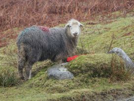 Dragonsfell - Lake District - 1072325 - thumbnail photo 33