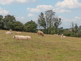Sheep grazing and resting in a field at The Cadeleigh near Tiverton