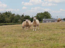 A group of sheep in a field at The Pennymoor in Cadeleigh near Tiverton