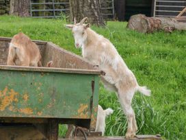 Packhorse Shepherd’s Hut - Peak District & Derbyshire - 1076139 - thumbnail photo 13