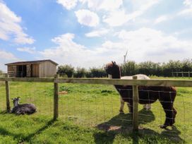 A fenced grassy field with two alpacas and a goat near a wooden shed at Lapwing Lodge in Cockerham near Lancaster