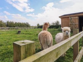 Two alpacas standing in a grassy fenced field with a wooden shed in the background at Lapwing Lodge in Cockerham near Lancaster