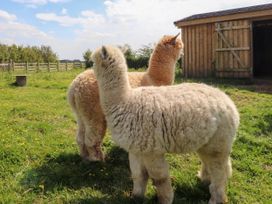 Two alpacas standing on grass near a wooden shed in an outdoor fenced area at Lapwing Lodge in Cockerham near Lancaster