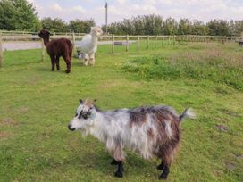 A goat standing on grass with two alpacas and another goat near a wooden fence at Lapwing Lodge in Cockerham near Lancaster
