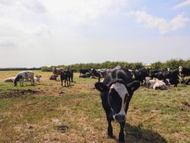 A group of cows in a grassy field with bushes in the background at Lapwing Lodge in Cockerham near Lancaster