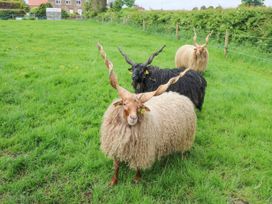 Foxes Den - Yorkshire Dales - 1082438 - thumbnail photo 24