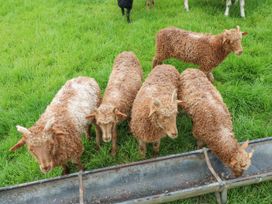 Foxes Den - Yorkshire Dales - 1082438 - thumbnail photo 26