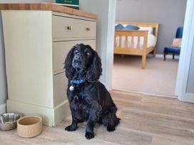 A dog sitting beside a cabinet in a living room at Stonecroft in Praa Sands