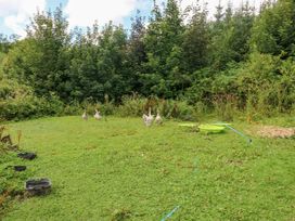 A group of geese in a grassy area with trees and water troughs at The Woodlands Lower Level Stepaside