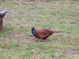 Woodpecker Lodge - Scottish Lowlands - 1086532 - thumbnail photo 28