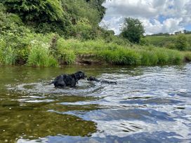 Two dogs playing in the water near grass and trees at Apple Barn in South Molton