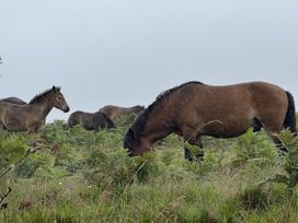 Horses grazing in a grassy area with ferns at The Hawthorns North Molton