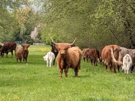 A group of highland cattle grazing in a field at Little Pandy Cottage Afonwen near Caerwys