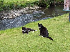 Two cats relaxing on grass near a stream at Little Pandy Cottage Afonwen near Caerwys