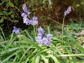 Purple flowers growing among green leaves in a garden with bushes in the background at The Haven in Cloughton near Burniston