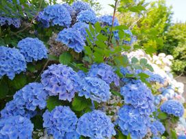 A bush with blue hydrangea flowers at 65 Channel View Ilfracombe