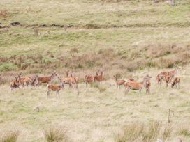 Ptarmigan Lodge - Scottish Lowlands - 1092956 - thumbnail photo 34