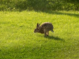 Lodge 11 - The Lawns - Scottish Lowlands - 1094645 - thumbnail photo 57