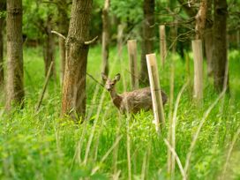 Lodge 2 - Kinnoull - Scottish Lowlands - 1094647 - thumbnail photo 58