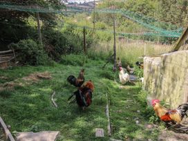An outdoor area with chickens and roosters at Buzzards Breg in Builth Wells