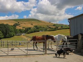 Horses and dogs at the barn at Buzzards Breg in Builth Wells