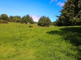 A herd of cows grazing in a green field at Waterfall House, Dunmanway, County Cork