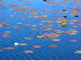 Loch Cottage -  - 1110741 - thumbnail photo 30