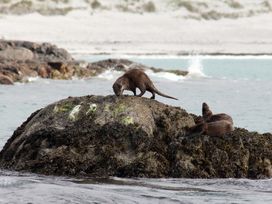 Clachan Sands Cottage -  - 1110765 - thumbnail photo 39