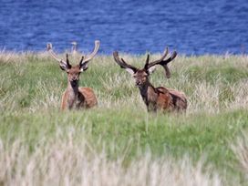 Taigh Dhonnchaidh -  - 1110826 - thumbnail photo 27