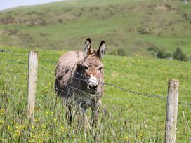 A donkey behind a fence in a grassy field at Beech in Ulverston