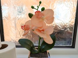 A peach orchid flower in a pot on a windowsill with a frosted glass window and a toilet paper roll nearby at Banks View Filey in Filey