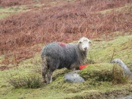 Fell Haven - Lake District - 1115724 - thumbnail photo 34