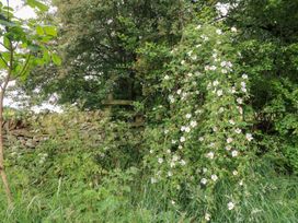 Flowers growing near a stone wall with trees and grass at Pudding Hill Barn Cottage Bibury