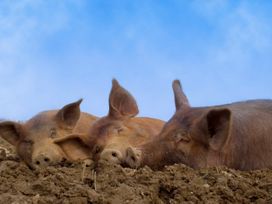 Muddy Pig, Ubbeston - Suffolk & Essex - 1116884 - thumbnail photo 22