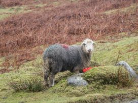 Lilac Cottage - Lake District - 1118421 - thumbnail photo 47