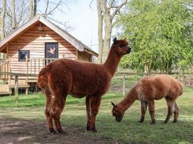 Two alpacas standing and grazing on grass near a wooden cabin in a fenced area with trees in the background at Duck Lodge in Bedale