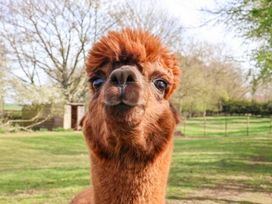 A close up of a brown alpaca in a grassy field with trees and a wooden shed in the background at Duck Lodge in Bedale