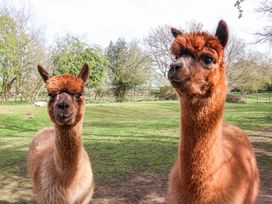 Two brown alpacas standing on grass with trees and fencing in the background at Duck Lodge in Bedale