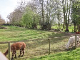 A fenced grassy area with two alpacas eating near trees at Duck Lodge in Bedale