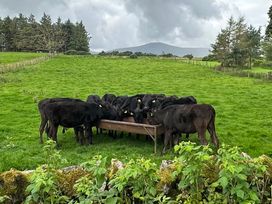 A group of cows gathered around a feeding trough at How Hill Farm Cottage in Greystoke