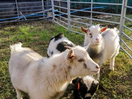 Three goats in a fenced area at Cherry in Ulverston