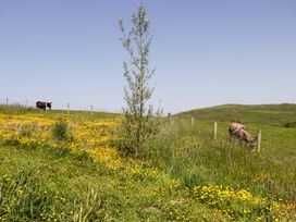 A field with cows and yellow flowers at Cherry in Ulverston